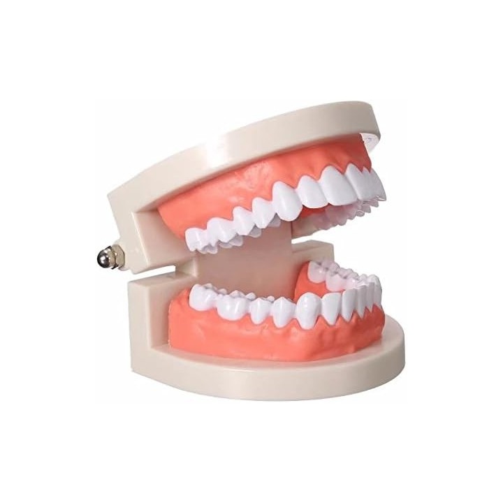 Dentier d'essai - entraînement pose strass dentaire