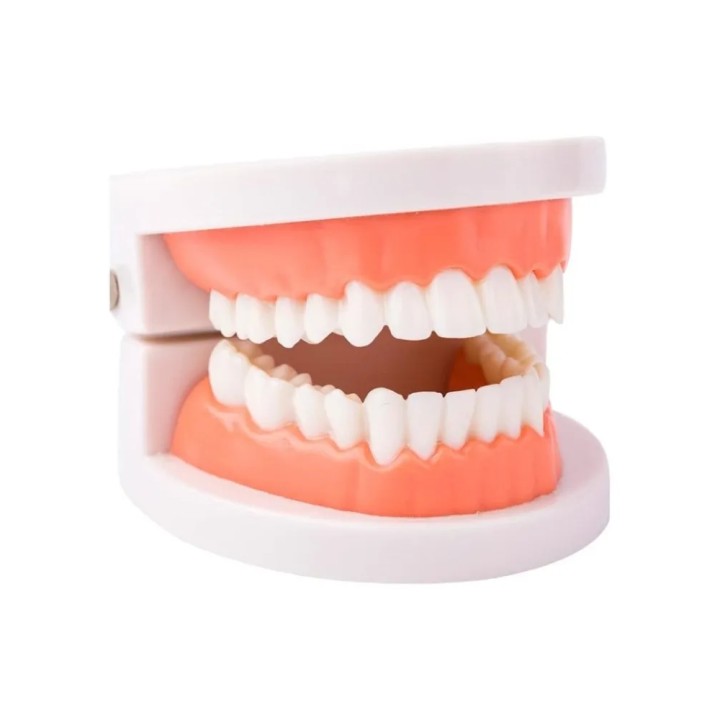 Dentier d'essai - entraînement pose strass dentaire